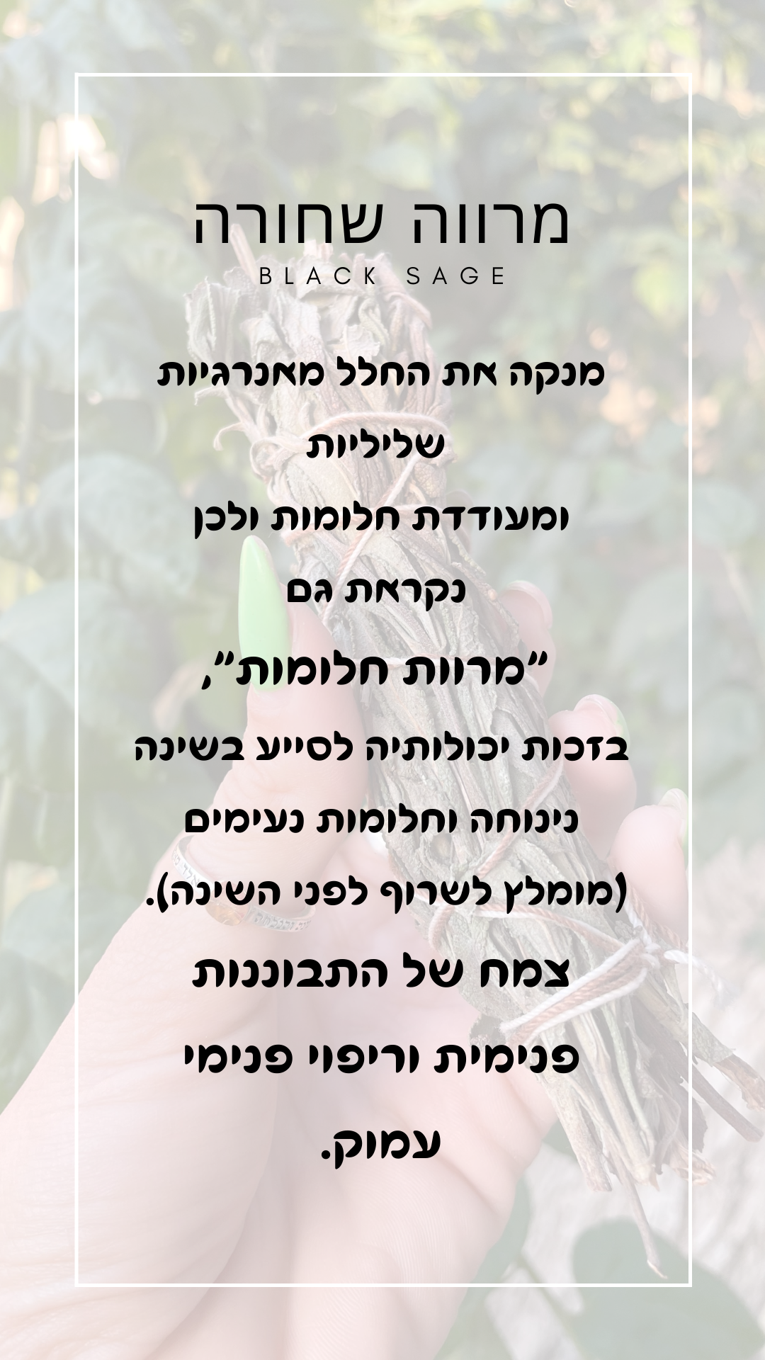 מרווה שחורה - מרוות החלומות