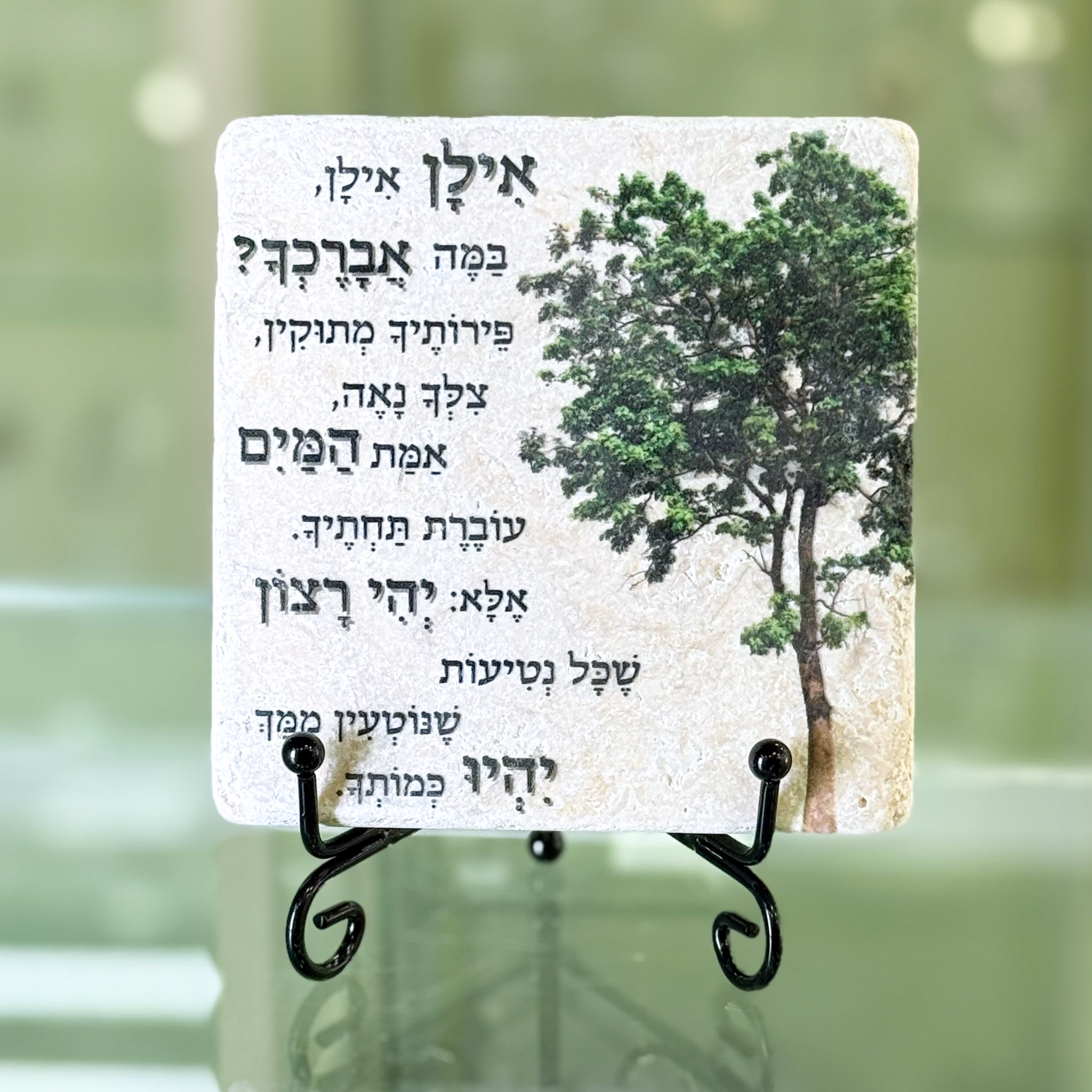 אריח 10/10 -אילן אילן